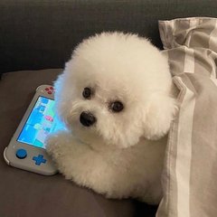 轻音少女免费资源